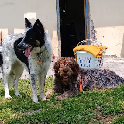 Kanican | Guardería para perros en Leioa