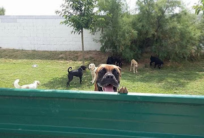 Happy Dogs | Guardería para perros en Zaragoza