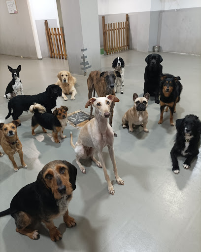 Perroteca Xixon | Guardería para perros en Gijon