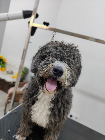 Enredadog | Peluqueria para perros en Córdoba