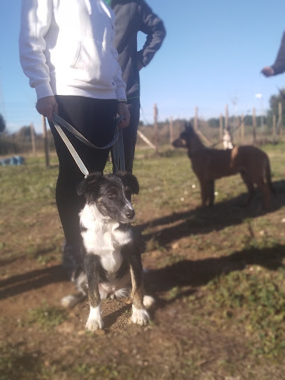 Espacio Canino Levelupdog | Adiestradores de perros en Sabadell