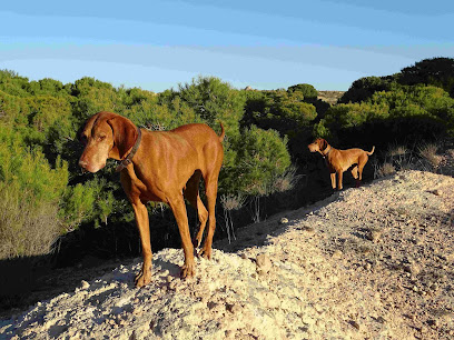 My Happy dogs | Guardería para perros en San Fulgencio