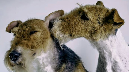 Cora | Peluqueria para perros en Murcia