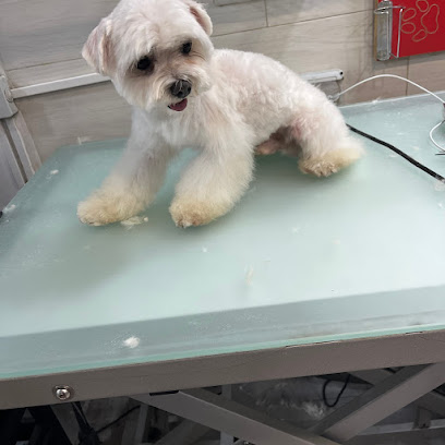 Micam | Peluqueria para perros en Alcázar de San Juan