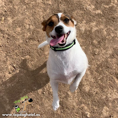 Top Dog Hotel | Guardería para perros en Los Alcazares