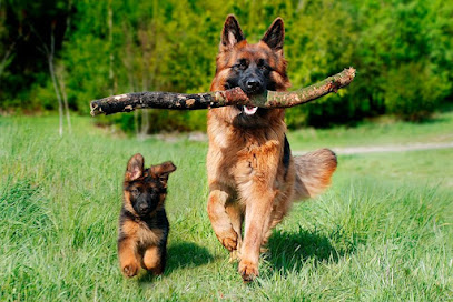 A-Maestrat | Adiestradores de perros en Castellon