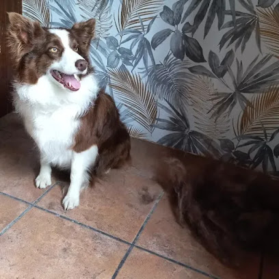La Perruquería | Peluqueria para perros en Zarza de Granadilla
