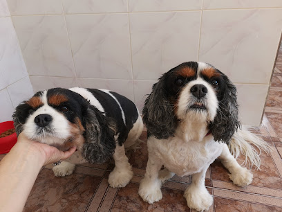 Laguna | Guardería para perros en Alhaurin el Grande