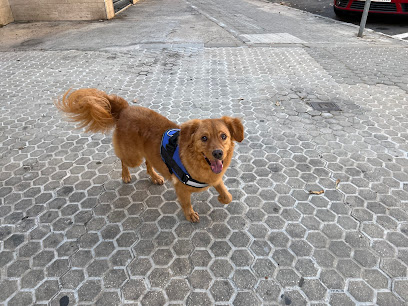 Canino Divino | Peluqueria para perros en Sevilla