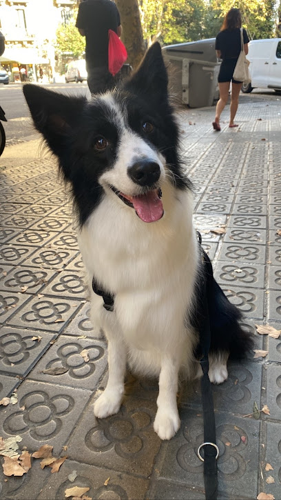 Gusboral | Peluqueria para perros en Barcelona