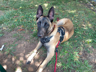 Yes We Can | Adiestradores de perros en La Camocha