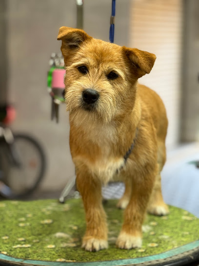 Barberdog | Peluqueria para perros en Sant Andreu de Llavaneres