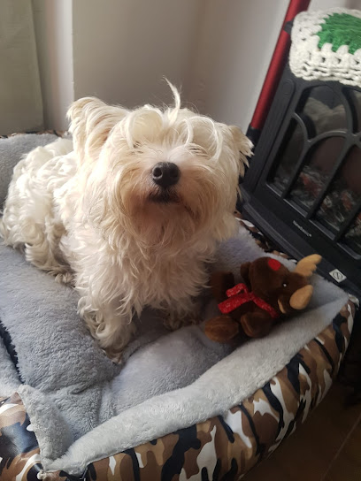 Indalcan | Peluqueria para perros en Pinto