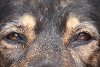 Yolanda Gil. | Adiestradores de perros en La Selva del Camp