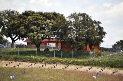 Campamento de Mascotas | Guardería para perros en La Torre de Esteban Hambran