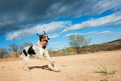 Pelutopia | Adiestradores de perros en Barcelona