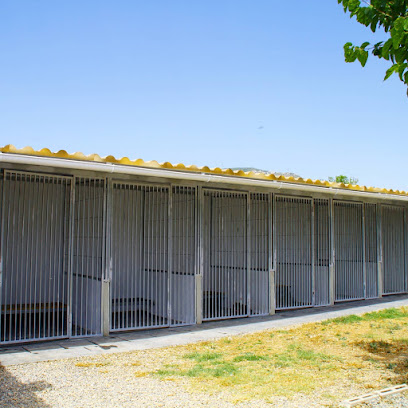 Pet Paradise | Guardería para perros en Valls