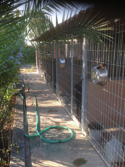 Califato | Guardería para perros en Alcala de Guadaira