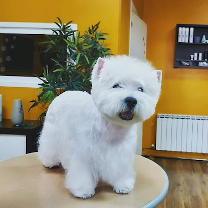 Pet´S Show | Peluqueria para perros en Oviedo