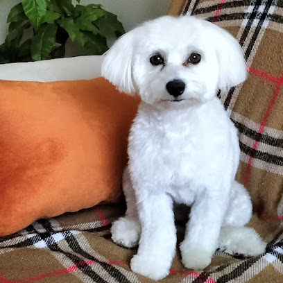 El Caniche Rosa | Peluqueria para perros en L