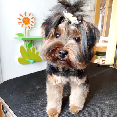 Irenne Páez | Peluqueria para perros en Sant Vicenç dels Horts