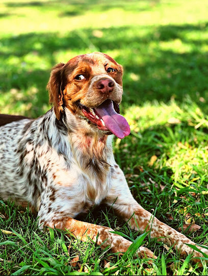 Breton | Guardería para perros en San Juan del Puerto