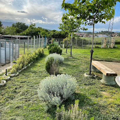 Placocan | Guardería para perros en Banyoles