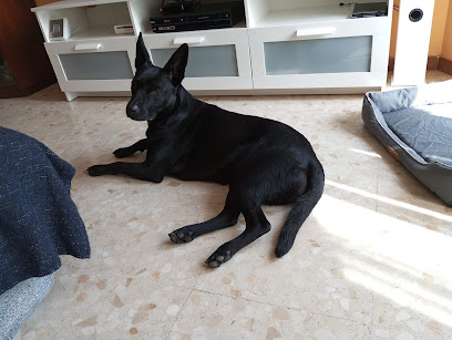 Clickartmascotas | Adiestradores de perros en Sant Feliu de Llobregat