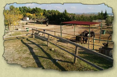 Takoda Ranch | Adiestradores de perros en Valls