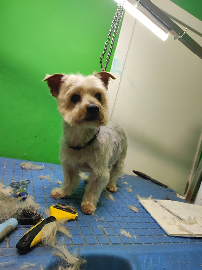 Peludikos | Peluqueria para perros en Elda