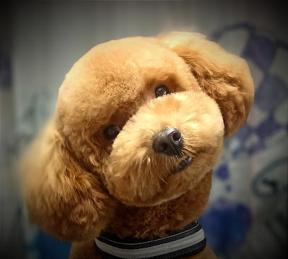 Mis+Kotas | Peluqueria para perros en Medina de Pomar