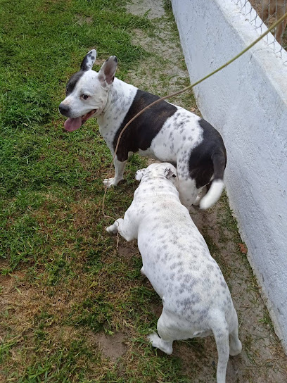 Los Perales | Guardería para perros en Puerto de Santa Maria
