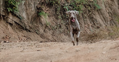 Dogs & Us Training | Adiestradores de perros en Barcelona