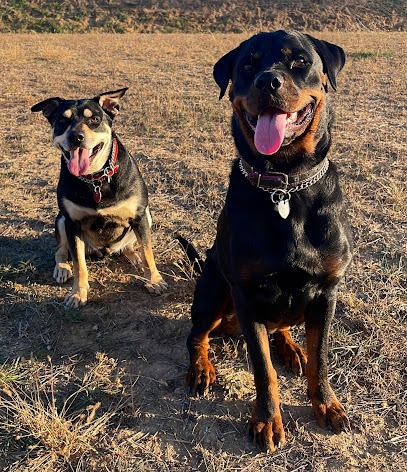 Espai Can & Prats | Adiestradores de perros en Polinya