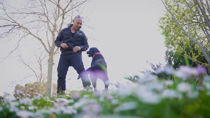 Canine Service | Adiestradores de perros en Platja d
