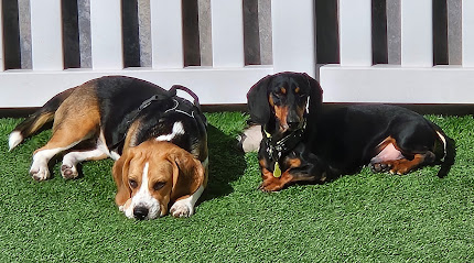 CUIDO TU MASCOTA | Guardería para perros en Vallecas