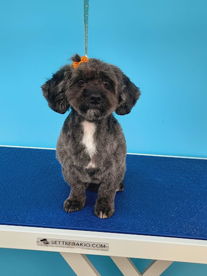 Gossets Fresquets | Peluqueria para perros en Novelda