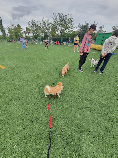 Divertidog | Adiestradores de perros en Zaragoza