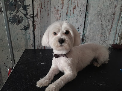 | Mamá Perruna | | Peluqueria para perros en Córdoba
