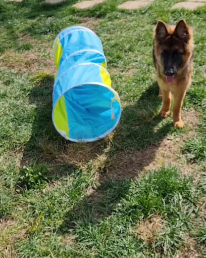 PetDogSulu | Guardería para perros en Castromonte