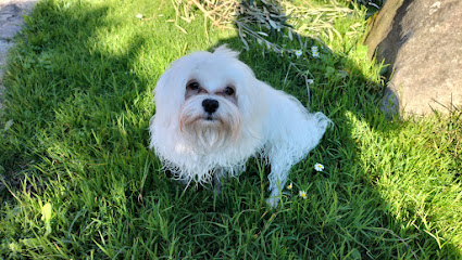 Alojamiento canino Low cost | Guardería para perros en La Masieta