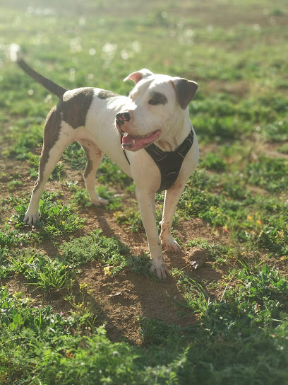 Maducan | Adiestradores de perros en Carabanchel