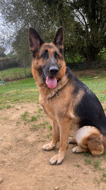 DogStar Resort Canino | Guardería para perros en Reocin