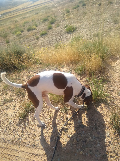 Cuatrozarpas | Adiestradores de perros en Zaragoza