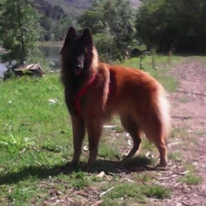 Galicia | Adiestradores de perros en Maceda