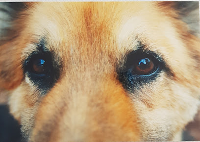 Misana | Adiestradores de perros en Barcelona