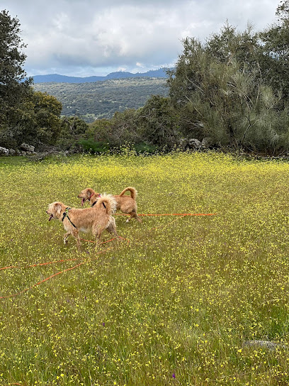 Aceo Madrid | Adiestradores de perros en Madrid