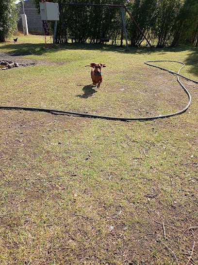 Mimados | Guardería para perros en Rio Gallegos