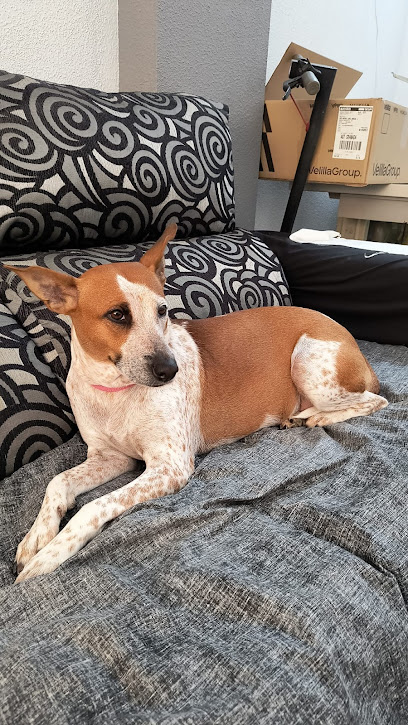 Guarderia para perros | Guardería para perros en Las Lagunas de Mijas