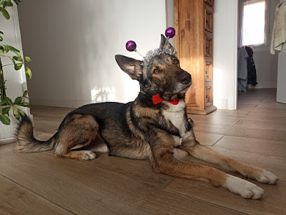 Akindi Bizkaia | Adiestradores de perros en Gatika